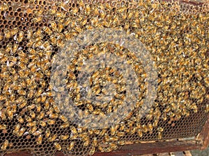 Bees beehive honeycombs honey Asia apiary Siam Tha