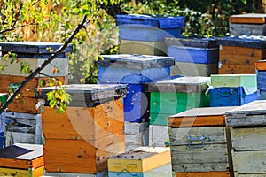 Bees, beehives and honey harvesters in a natural countryside apiary