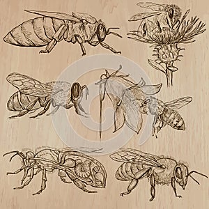 Bees, beekeeping and honey - hand drawn vector pack 3