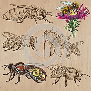 Bees, beekeeping and honey - hand drawn vector pack 2 photo
