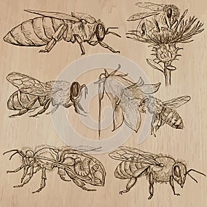 Bees, beekeeping and honey - hand drawn vector pack 3 photo