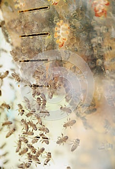 Bees behind the glass.