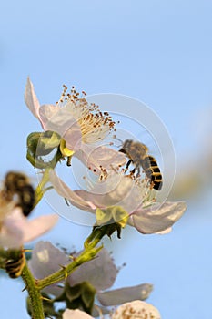 Bees and blackberry