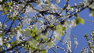 bees in blossoming greengage tree in spring