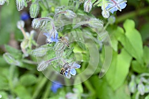 Bees on blue borage flowers in nature