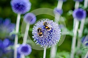 Bees on a Blue Globe Thistle Flower