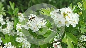 Bees on branch of a flowering tree. spring bloom. pollination of plants.