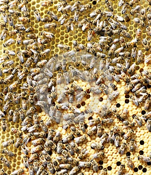Bees on brood comb