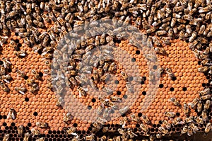 Bees Broods, working bee larvae heated on honeycomb