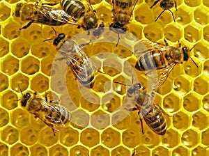 Bees build honeycombs.