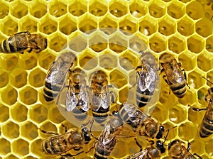 Bees build honeycombs.