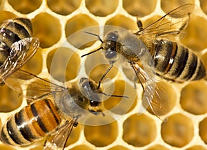 Bees build honeycombs