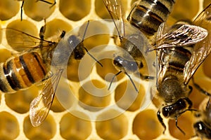 Bees build honeycombs. Work in a team