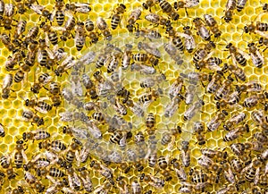 Bees build honeycombs. Work in a team