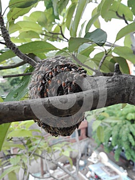 The bees are building a nest, closeup