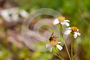 Bees Busy Collection Pollen from Flowers