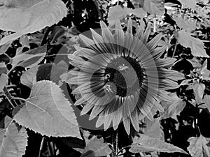 Bees busy on a flower pollenating in selective focus black and white during autumn