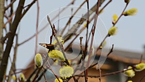 Bees and butterflies gather the nectar from the blossoming willow in spring