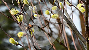 Bees and butterflies gather the nectar from the blossoming willow in spring