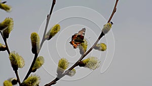 Bees and butterflies gather the nectar from the blossoming willow in spring