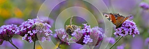 Bees and butterfly on the flower