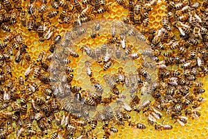 Bees Buzzing on Honeycomb Frames: A Hive's Sweet Symphony