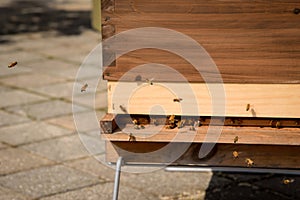 Bees buzzing outside wood box hive