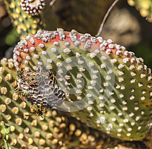 Bees On Cactus Leaf