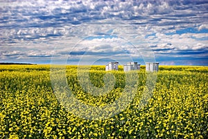 Bees and Canola