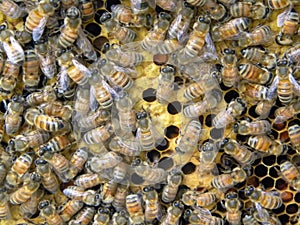 Bees capping honeycomb