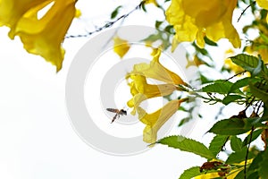 Bees on cascabela thevetia