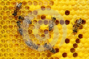 Bees on a cell with larvae. Bees Broods.