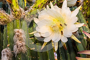 Bees on Cereus Cactus