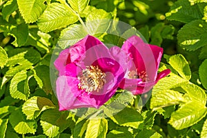 Bees colecting polen from brier rose photo