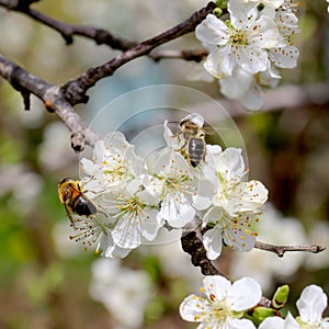 Bees colecting pollen from plum blossom