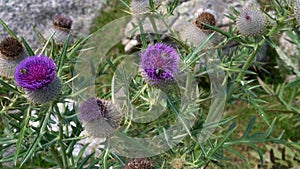 Bees collect honey from burdock flowers in a national park