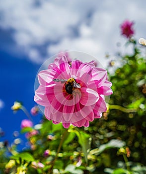 Bees collect honey in combination with natural elements