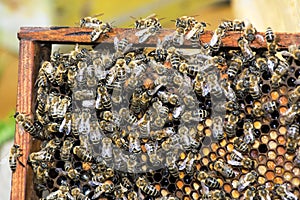 Bees collect honey over honeycomb on a background