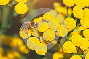 Bees collect honey and pollinate wildflowers on a sunny day