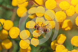 Bees collect honey and pollinate wildflowers on a sunny day