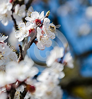 Bees collect nectar. Flowering cherry trees, beautiful white flo