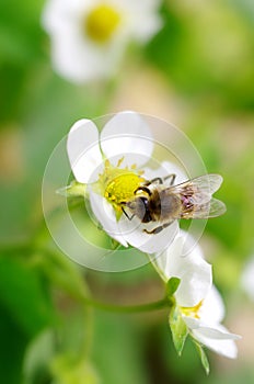 Bees collect nectar from flowers