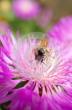 Bees collect nectar on purple flower