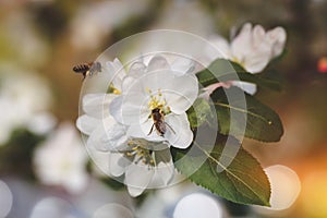 Bees collect pollen from apple tree