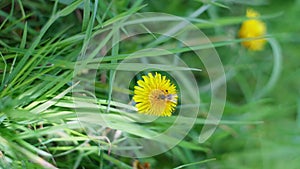 Bees collect pollen, nectar and honey from flowers. Flowering dandelion grass.