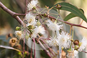 Bees are collecting eucalyptus nectar (honey).