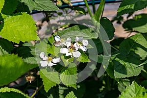Bees collecting nectarâ¦ and an ant.