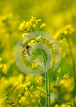 Bees collecting Nectar from Mustard Flowers to make Honey