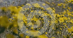 Bees collecting nectar and pollinating flowers