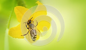 Bees collecting nectar in a yellow cucumber flower